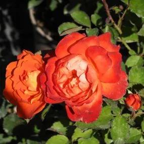 Super Trouper Floribunda Rose (Rosa Super Trouper) 2